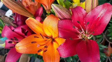 Lily Flowers